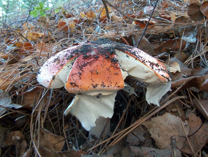 Amanita Muscaria Var aureola o......